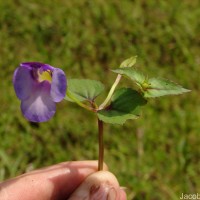 Torenia travancorica Gamble